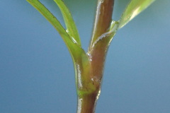 Najas guadalupensis