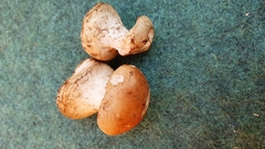 Leucocortinarius bulbiger