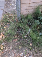 Equisetum arvense