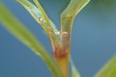 Najas guadalupensis