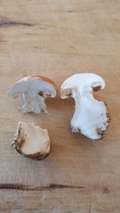 Leucocortinarius bulbiger