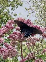 Papilio glaucus