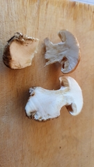 Leucocortinarius bulbiger