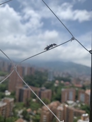 Odontomachus erythrocephalus