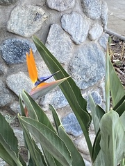 Strelitzia
