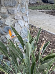 Strelitzia