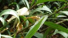 Neurothemis intermedia