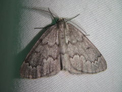 Nepytia pellucidaria