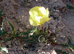 Oenothera howardii
