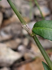 Persicaria maculosa