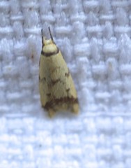 Heteroteucha anthodora