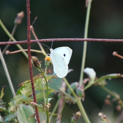 Pieris brassicae azorensis