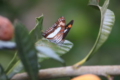 Adelpha paroeca