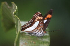 Adelpha paroeca