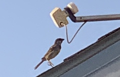 Passer domesticus