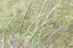 Agrostis exarata