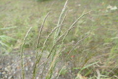 Agrostis exarata