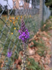 Linaria purpurea