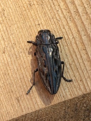 Chalcophora angulicollis