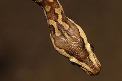 Python natalensis