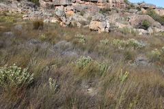 Leucadendron loranthifolium