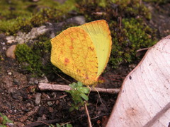 Abaeis salome limoneus