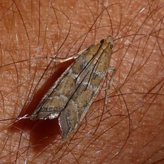 Uncinus hispanella