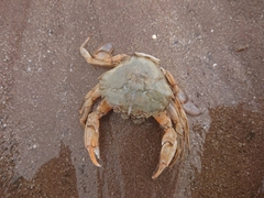 Liocarcinus holsatus