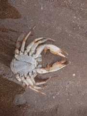 Liocarcinus holsatus