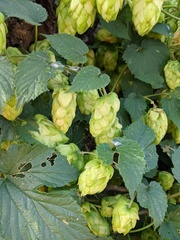 Humulus lupulus