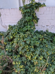 Humulus lupulus