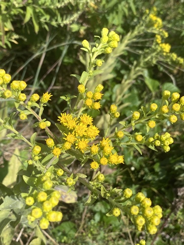 Solidago rigida
