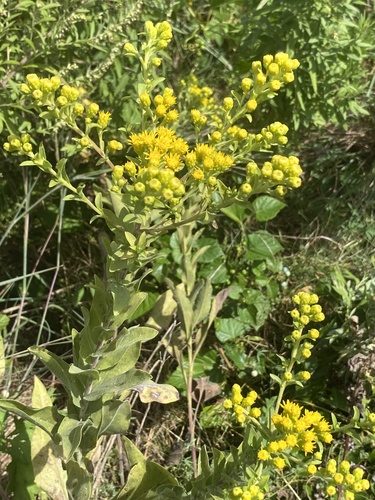 Solidago rigida
