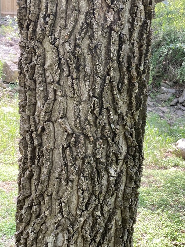 Celtis reticulata (Celtis reticulata)
