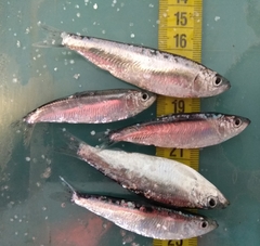 Clupeonella cultriventris