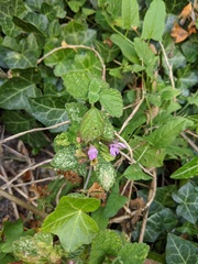 Ballota nigra
