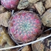 Sempervivum ciliosum - Photo (c) pajo, μερικά δικαιώματα διατηρούνται (CC BY-NC), uploaded by pajo