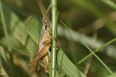 Dichromorpha elegans