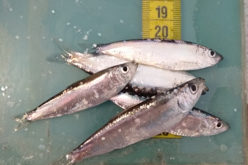 Black Sea Sprat