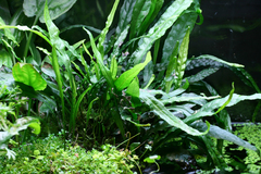 Leptochilus pteropus