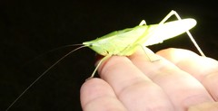 Neoconocephalus bivocatus