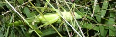 Neoconocephalus bivocatus