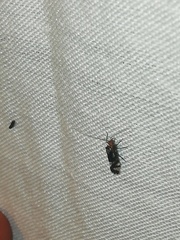 Cerastipsocus trifasciatus