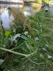 Lepidium latifolium