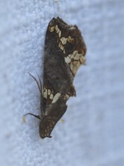 Plusiodonta arctipennis