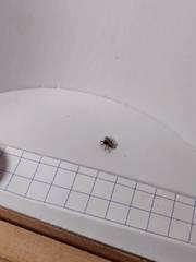 Pseudeuophrys lanigera