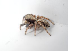 Pseudeuophrys lanigera