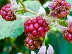 Rubus liebmannii