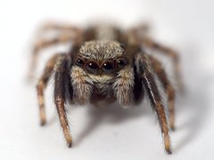 Pseudeuophrys lanigera