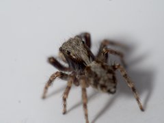 Pseudeuophrys lanigera